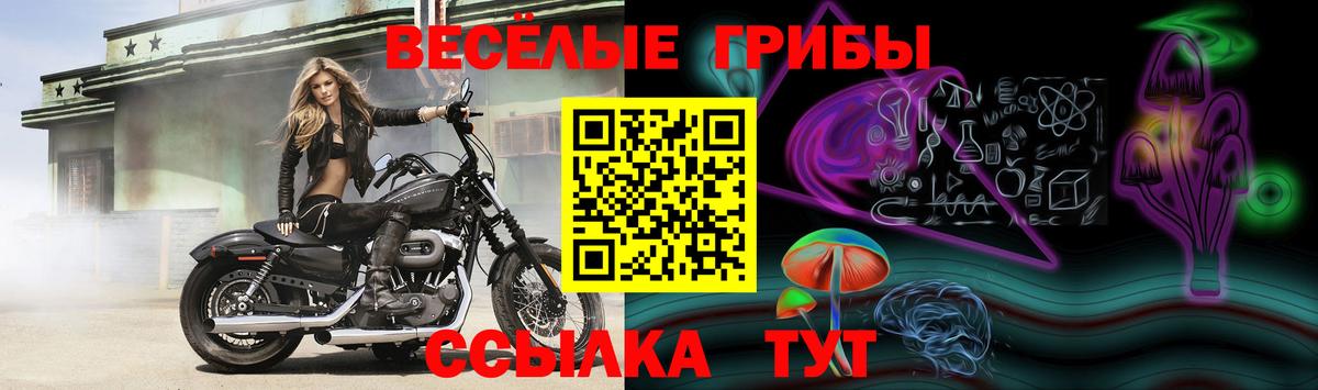Волгоград  Галлюциногенные грибы Psilocybine cubensis  Вход с VPN 